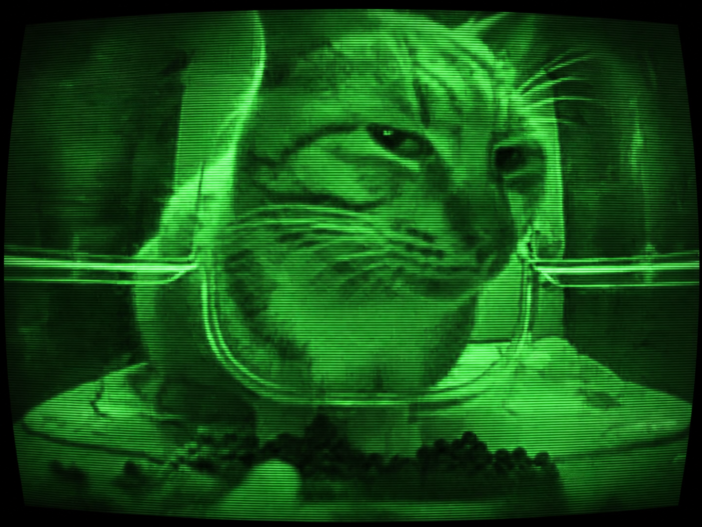 Кот на зелёном CRT-экране